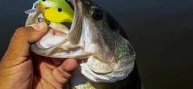 bass with lure in mouth